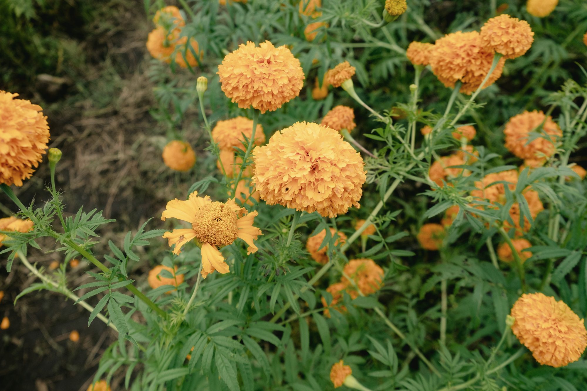 A close crop of gold marigolds among their green feathery foliage, the flower the studio is named for.